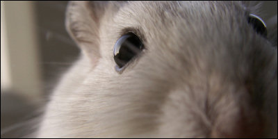 This is not a rabbit; it is in fact a gerbil.